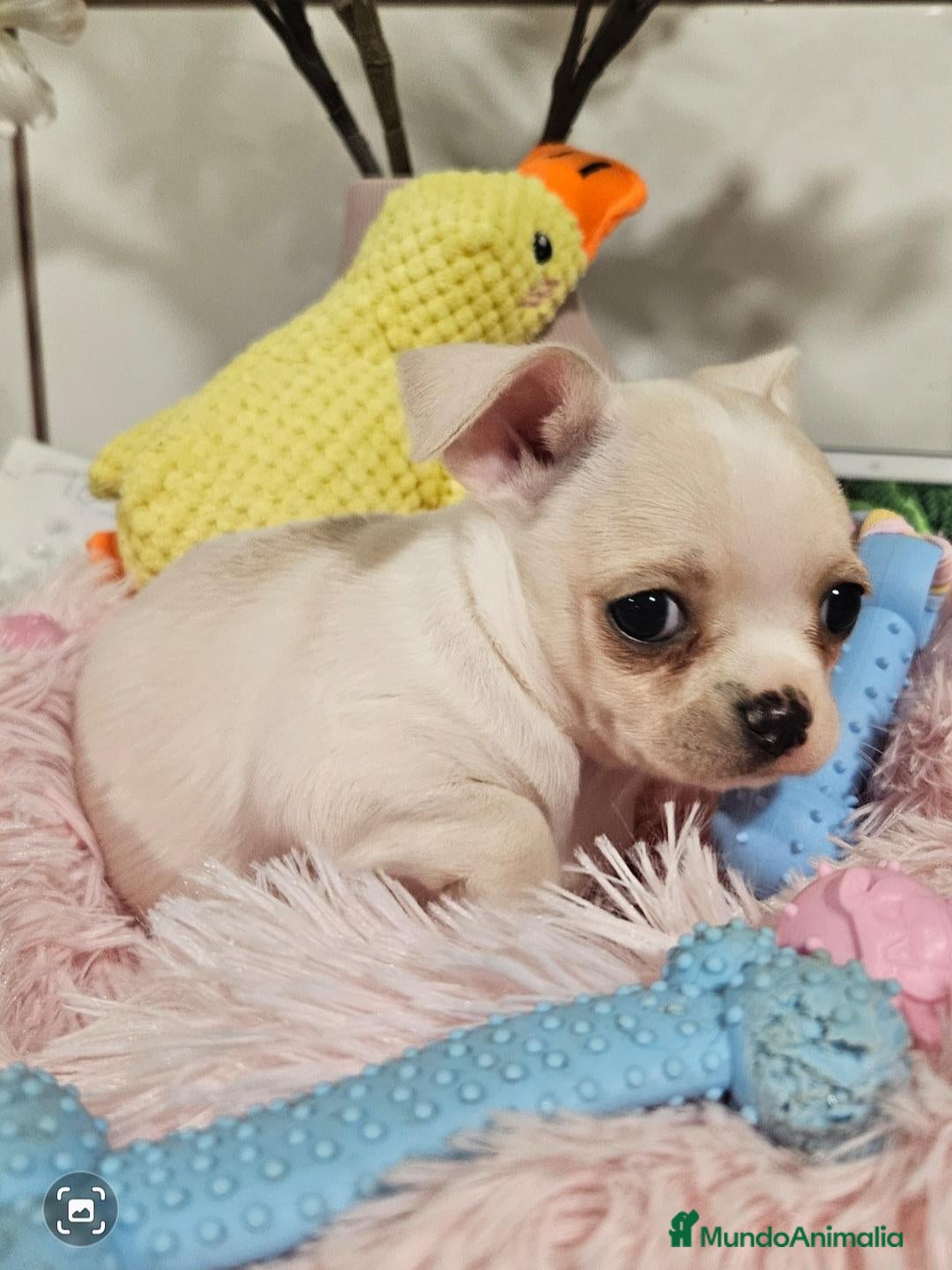Chihuahua perros en venta: Chihuahua pelo corto - Anuncio 2