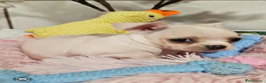 Chihuahua 1