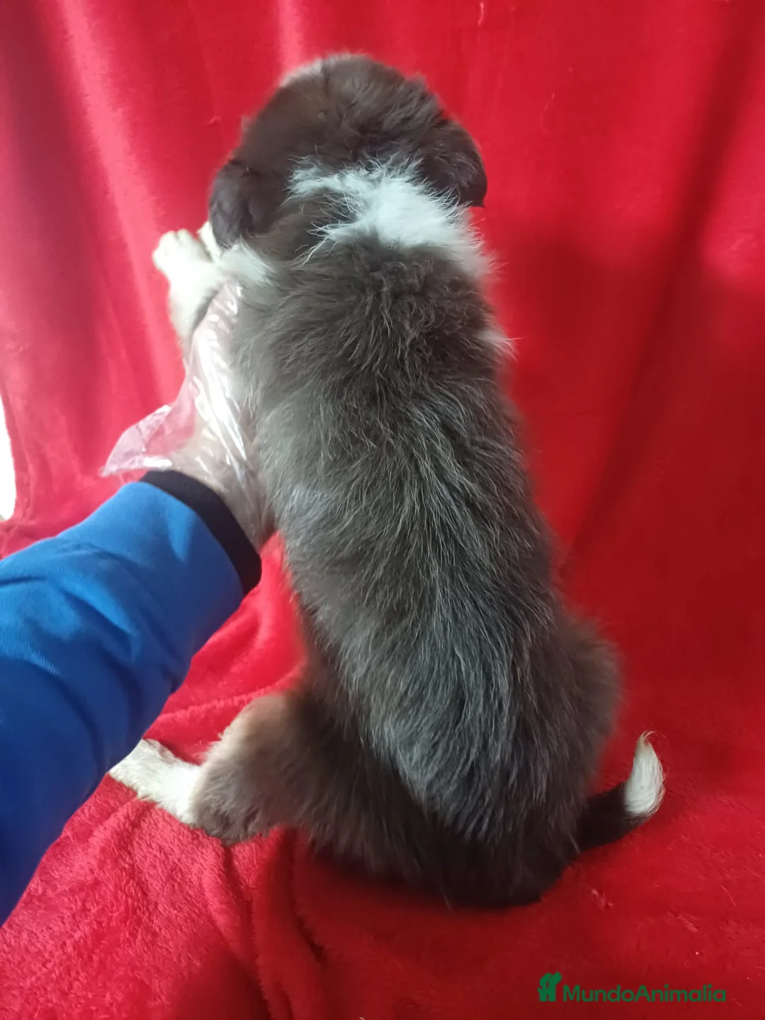 Border Collie perros en venta: Border Collie  - Anuncio 2