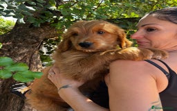Goldendoodle perros en venta: Goldendoodle  - Imagen 1