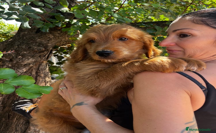 Goldendoodle perros - Anuncio 1
