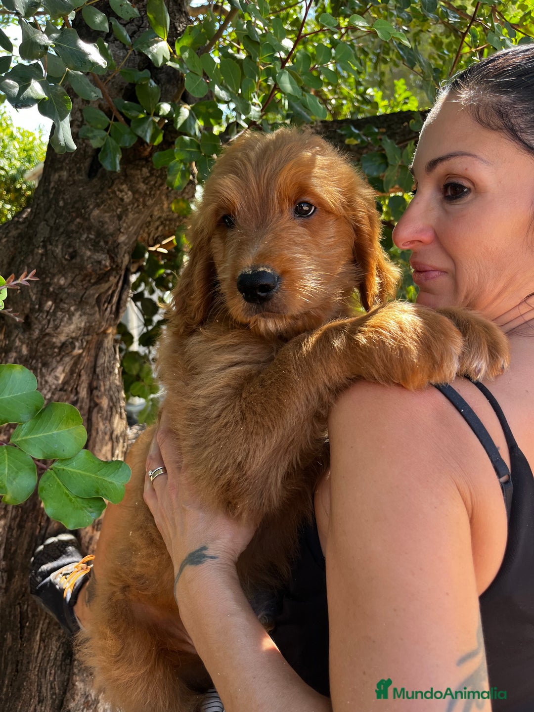 Goldendoodle perros en venta: Goldendoodle  - Imagen 1