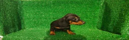 Teckel Miniatura perros en venta: Teckel miniatura  - Anuncio 8