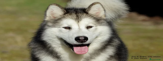 Baloo