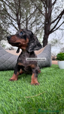 Teckel perros en Asturias - Anuncio 4