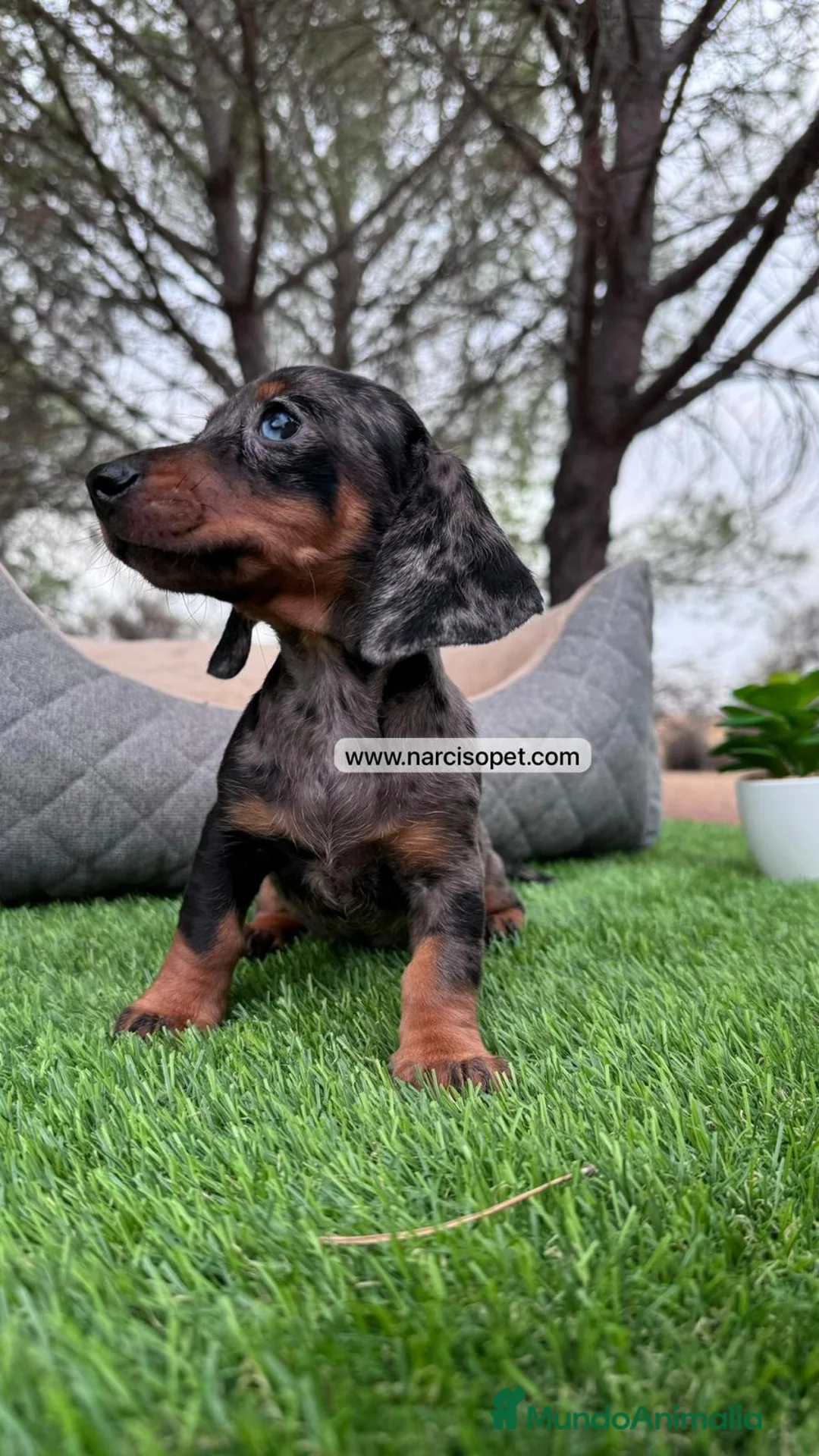 Teckel perros en venta: TECKEL MERLE PLATA CON GARANTIAS en Asturias - Anuncio 1