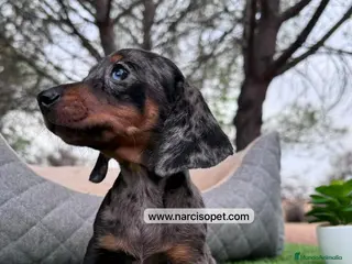 Teckel perros TECKEL MERLE PLATA CON GARANTIAS - Anuncio 7