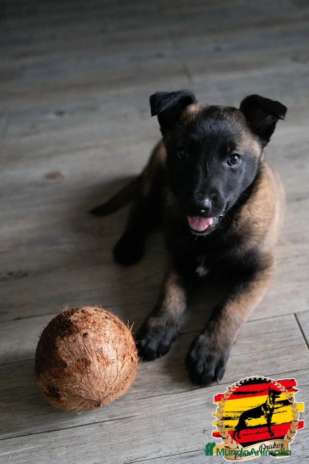 Pastor Belga Malinois perros en venta: Camada  en Murcia - Anuncio 2