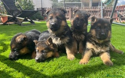 Pastor Alemán perros en venta: Cachorros de primera con toda la documentación  - Imagen 2