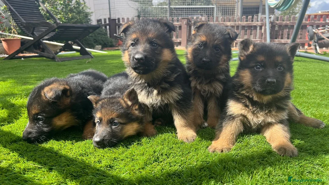 Pastor Alemán perros en venta: Cachorros de primera con toda la documentación  - Anuncio 2
