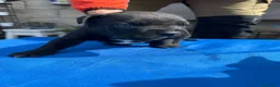 Cane Corso perros en venta: Cane corso  - Anuncio 11