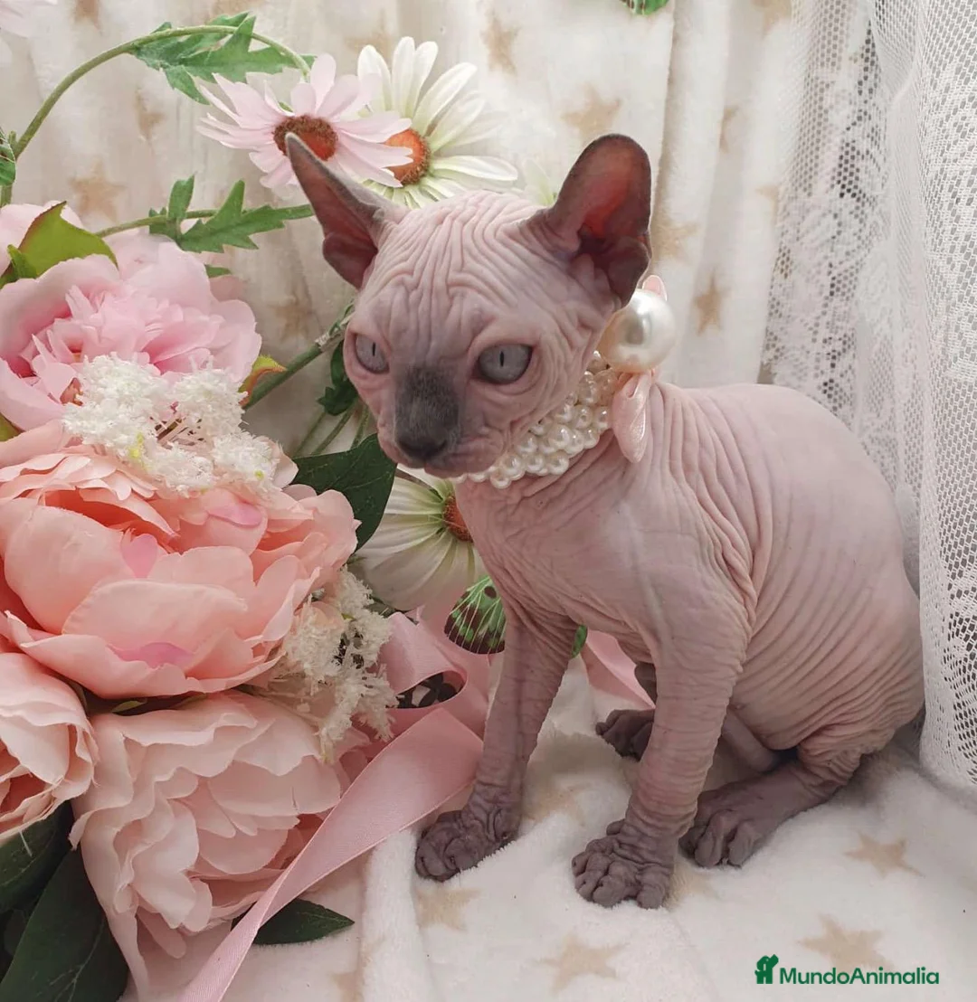 Sphynx gatos en venta: Sphynx  - Anuncio 2