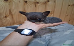 Chihuahua perros en venta: Chihuahua  - Imagen 1