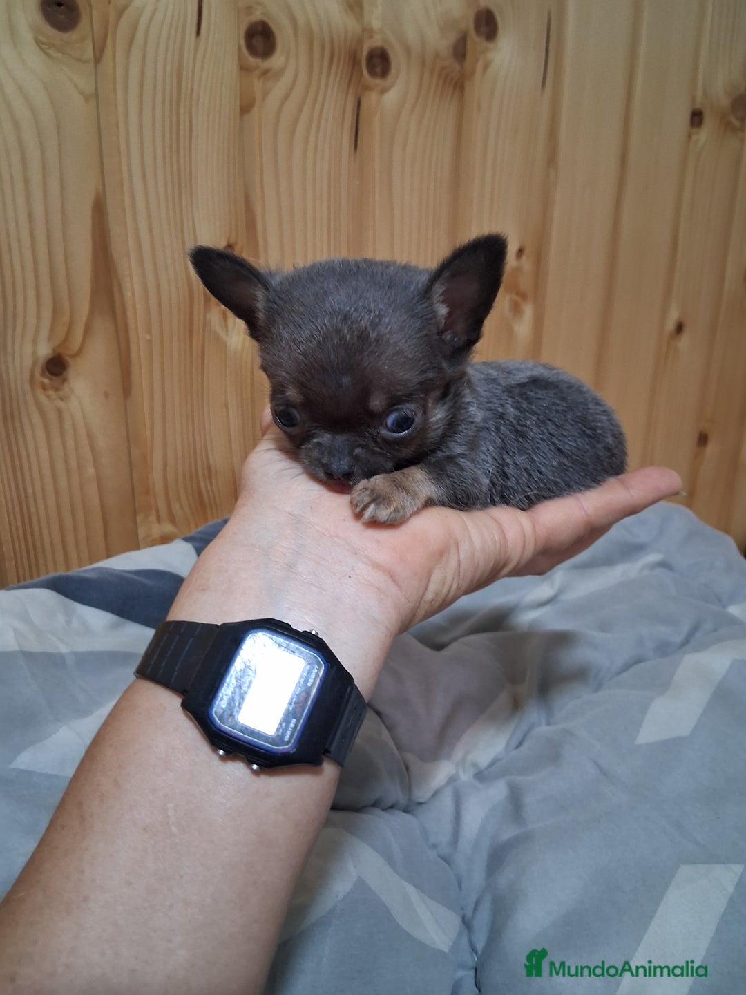 Chihuahua perros en venta: Chihuahua  - Imagen 1