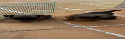 Petit Brabançon perros en venta: Petit Brabançon  - Anuncio 14