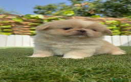 Pekinés perros en venta: PEKINES IMPERIAL HEMBRA 2 - Imagen 2