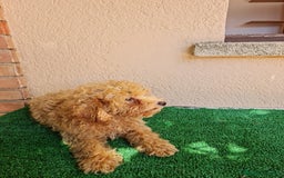 Caniche Enano perros en venta: Caniche enano - Imagen 4