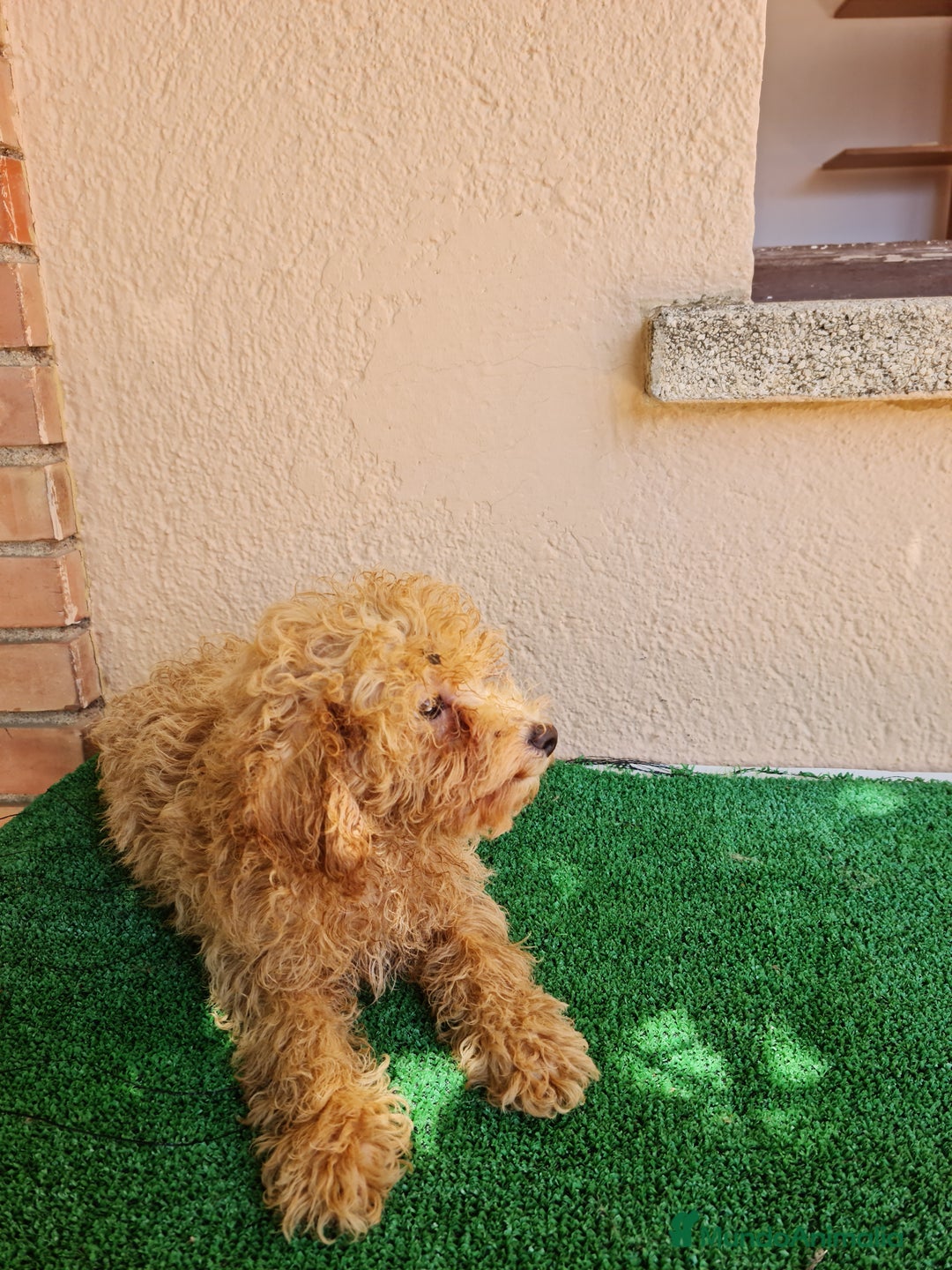 Caniche Enano perros en venta: Caniche enano - Imagen 4