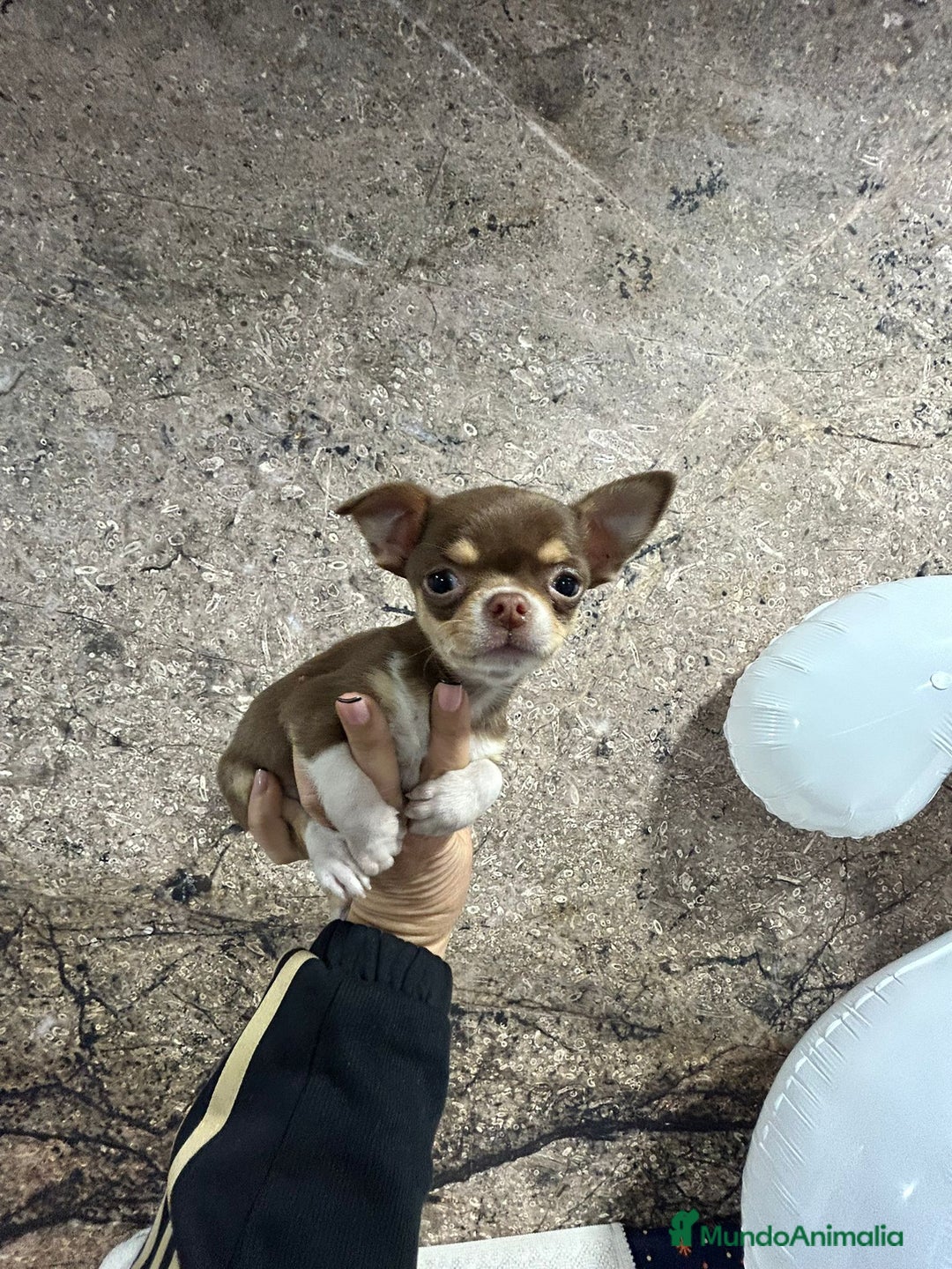 Chihuahua perros en venta: Chihuahua mini - Anuncio 2