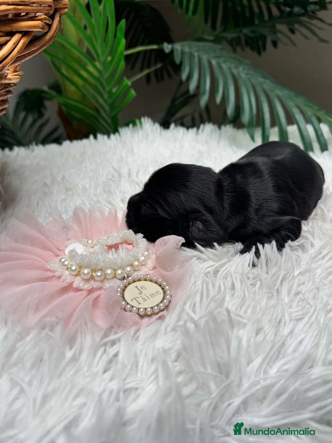 Cocker Spaniel Inglés perros en venta: COCKER SPANIEL INGLES - Anuncio 10