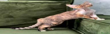 Devon Rex Gatito 5