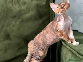 Devon Rex gatos Devon Rex - Anuncio 1