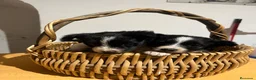 Border Collie perros en venta: Border, Collie - Anuncio 2