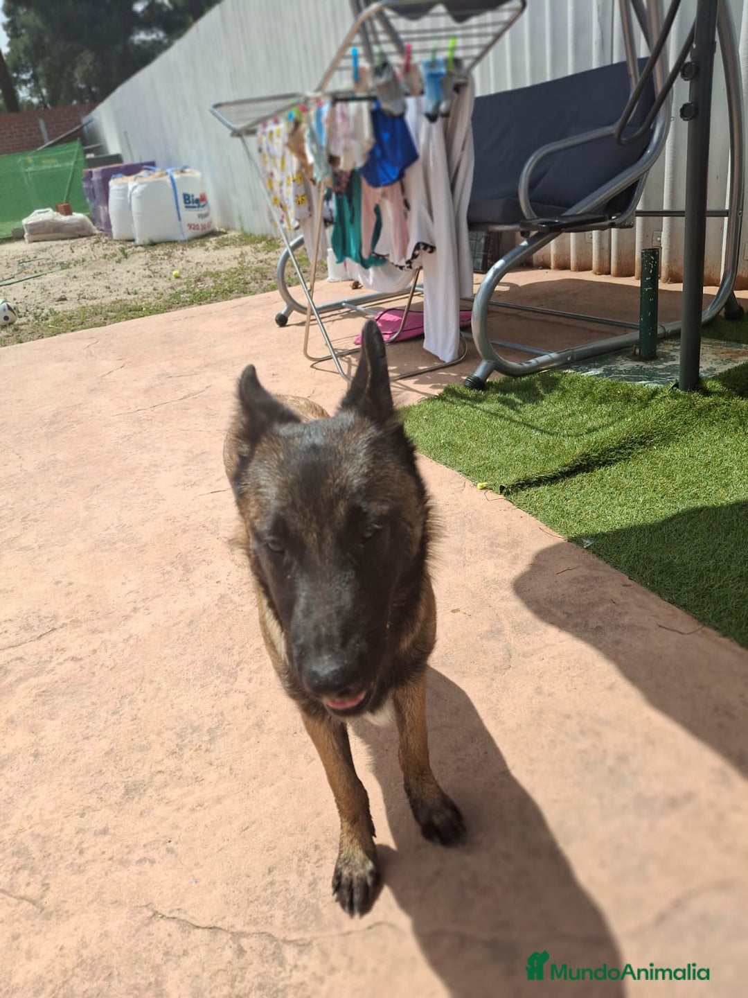 Pastor Belga Malinois perros en venta: Pastor belga malinois  - Imagen 3