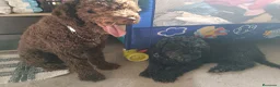 Perro de Agua Español perros en venta: Disponible Perros de agua Español - Anuncio 4