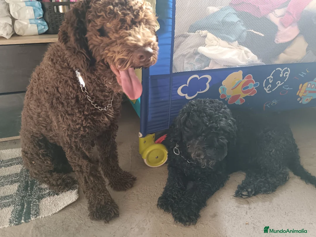 Perro de Agua Español perros en venta: Disponible Perros de agua Español - Anuncio 4