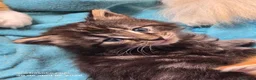 Bosque de Noruega gatos en venta: Bosque de Noruega - Anuncio 4