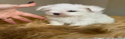 Bichón Maltés perros en venta: Bichon Maltes americano  - Anuncio 5