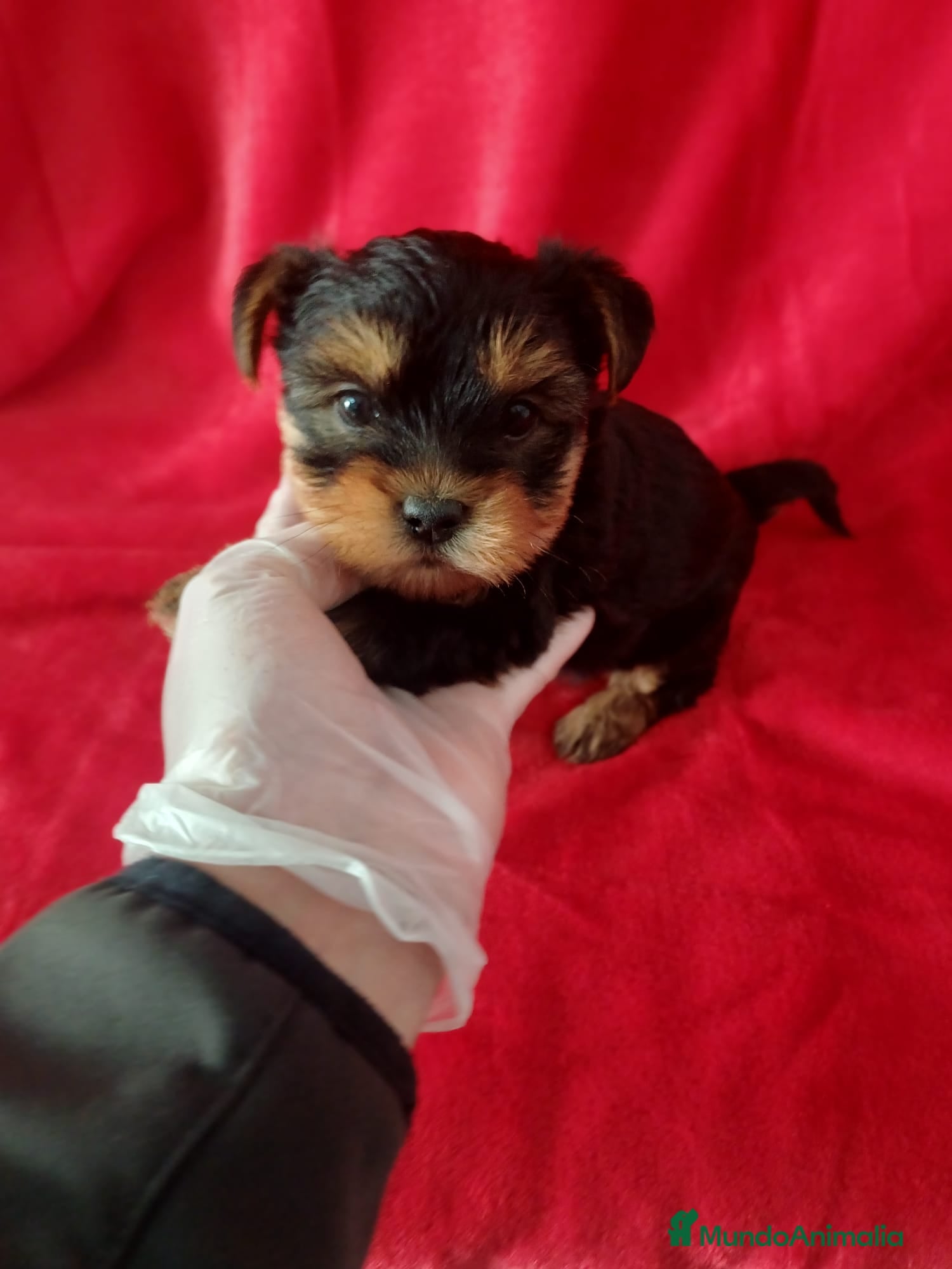 Yorkshire Terrier perros Yorkshire Mini  - Anuncio 15
