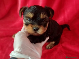 Yorkshire Terrier perros Yorkshire Mini - Anuncio 15