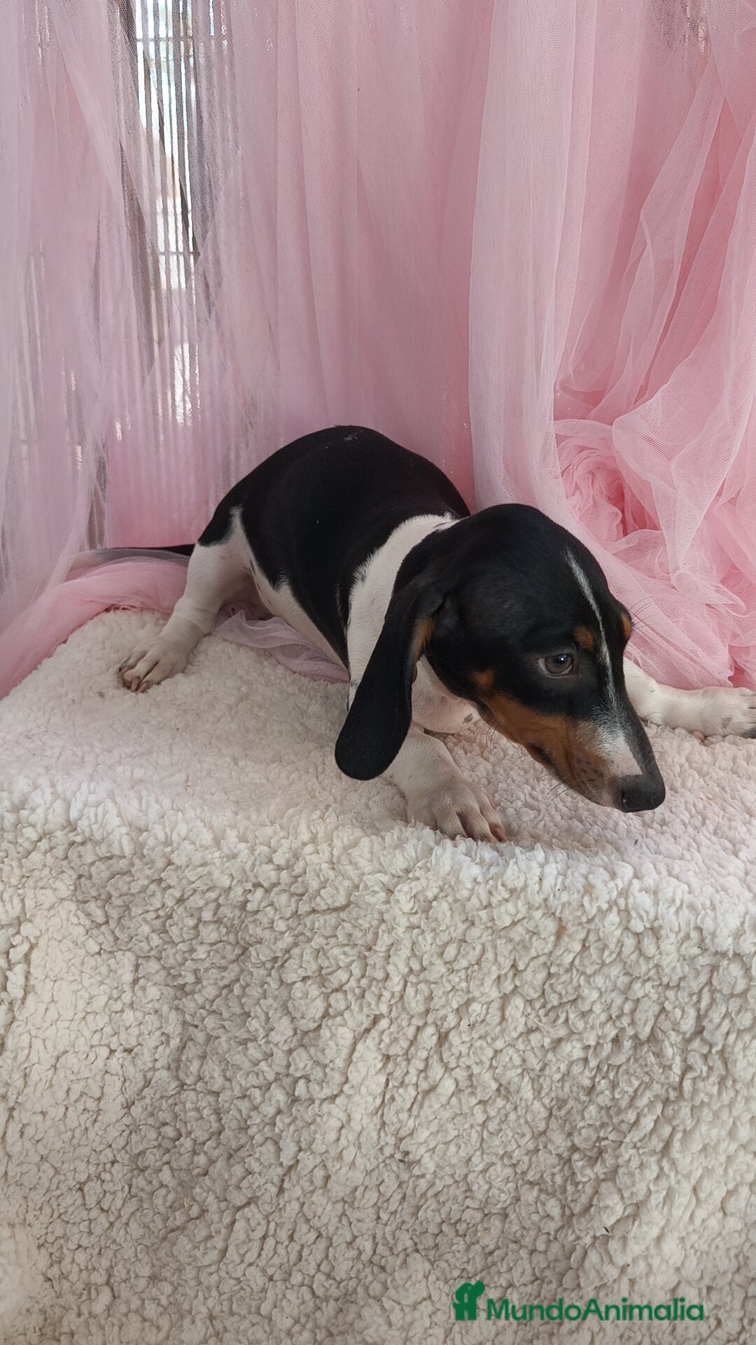 Teckel Miniatura perros en venta: Teckel mini pielbad exótico - Imagen 2