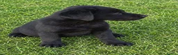 Labrador Retriever perros en venta: Preciosa Cachorra Labrador Retriever - Pura Raza - Anuncio 2