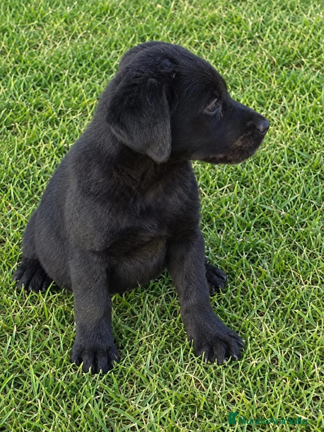Labrador Retriever perros en venta: Preciosa Cachorra Labrador Retriever - Pura Raza - Anuncio 2