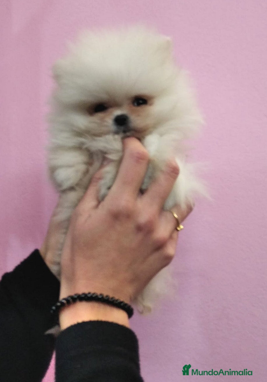 Pomerania perros Lulú de Pomerania muy peluditos en Barcelona - Anuncio 20