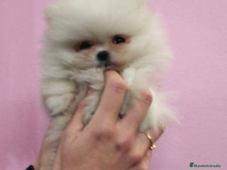 Pomerania perros en Barcelona - Anuncio 10