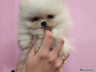 Pomerania perros Lulú de Pomerania muy peluditos en Barcelona - Anuncio 9
