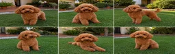 Caniche Toy perros en venta: Caniches toy - Anuncio 2