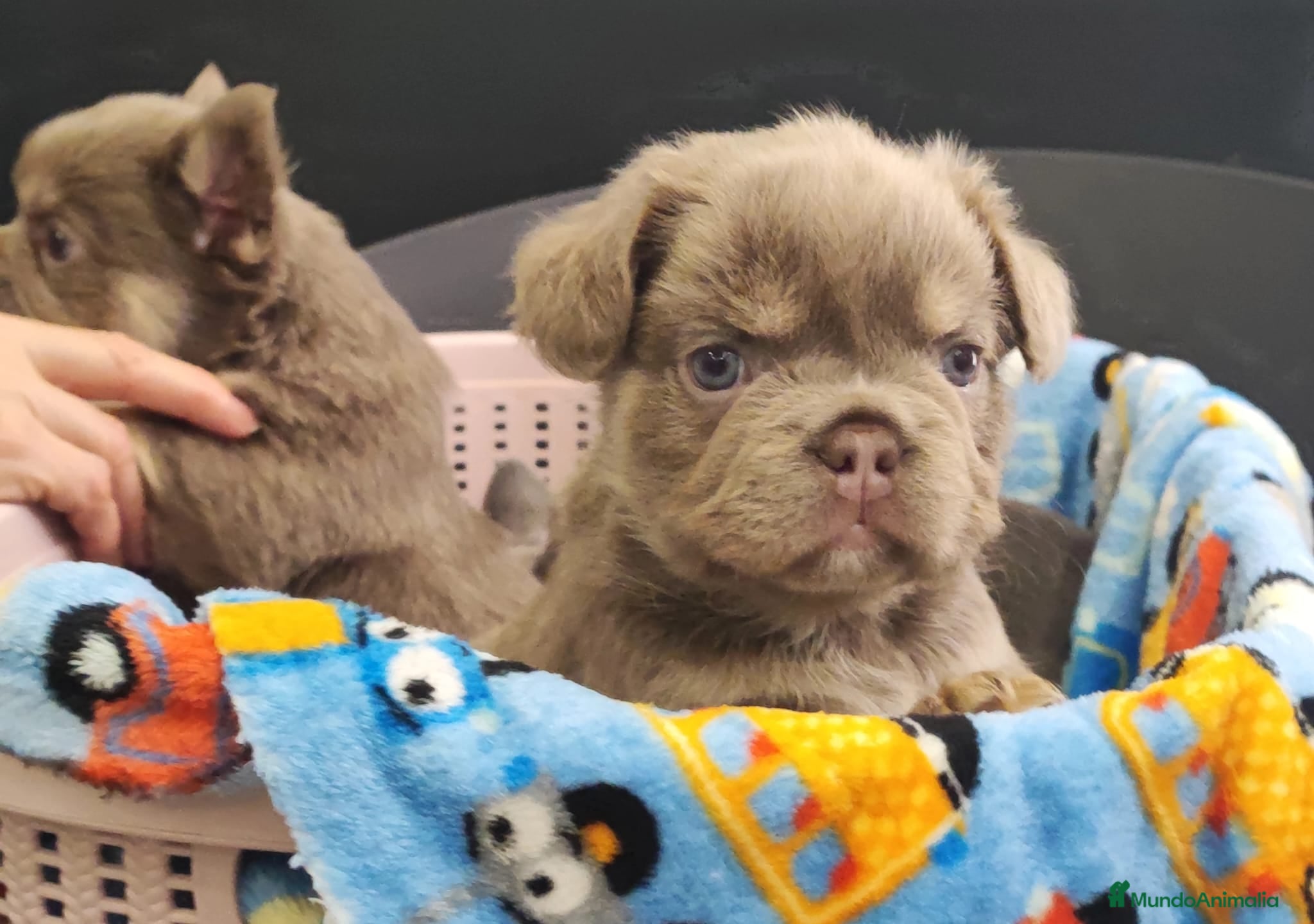 Bulldog Francés perros Bulldog Frances Fluffy cachorros impresionantes  - Anuncio 7