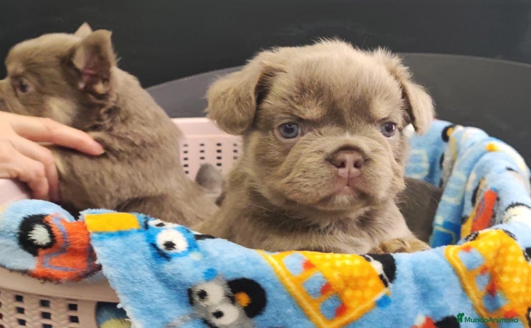 Bulldog Francés perros - Anuncio 1