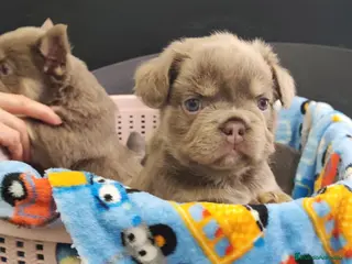 Bulldog Francés perros Bulldog Frances Fluffy cachorros impresionantes - Anuncio 1