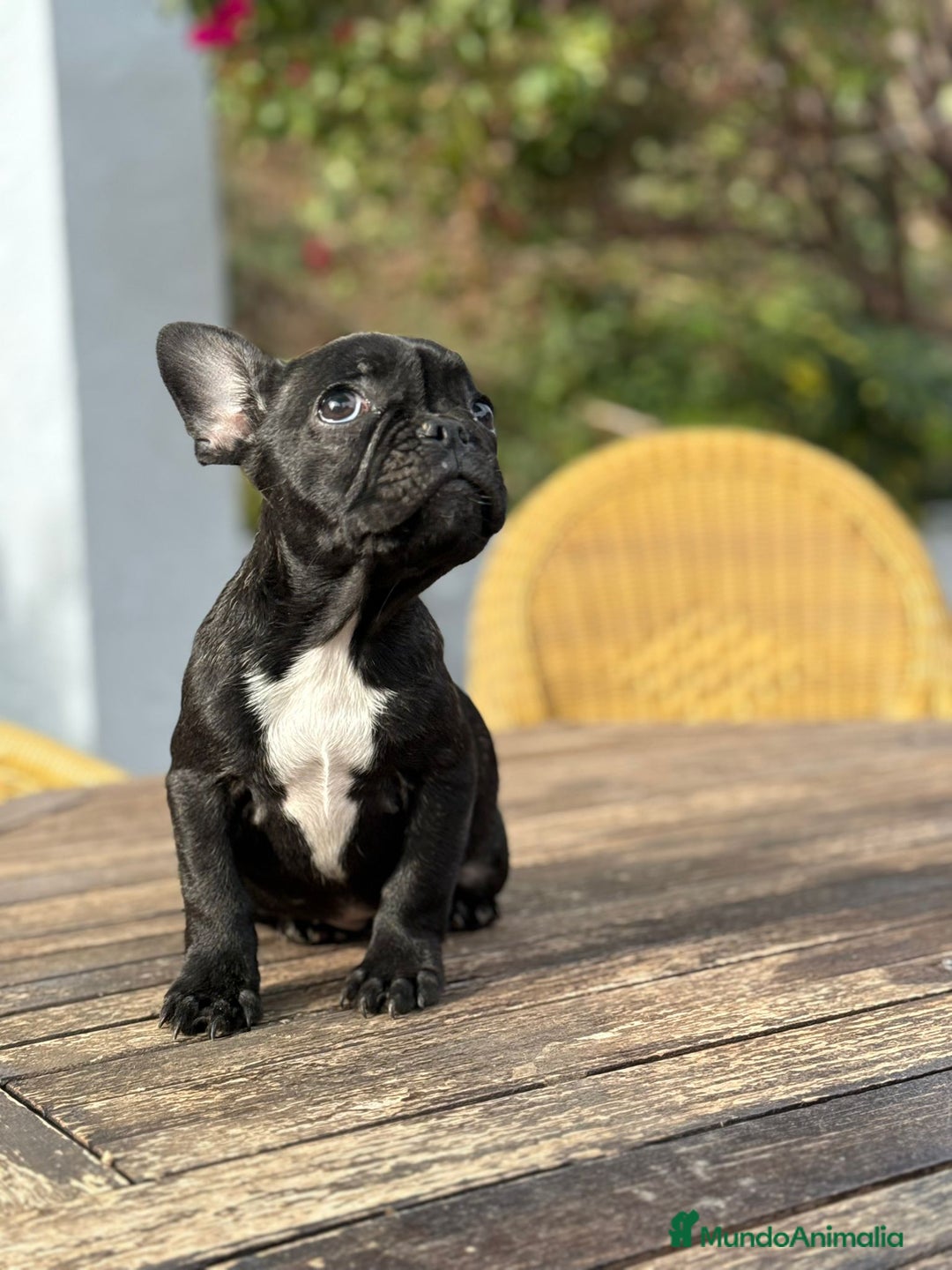 Bulldog Francés perros en venta: Bulldog francés hembra negra excelente morfología  - Anuncio 4