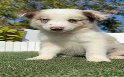 Border Collie perros en venta: BORDER COLLIE - Anuncio 3