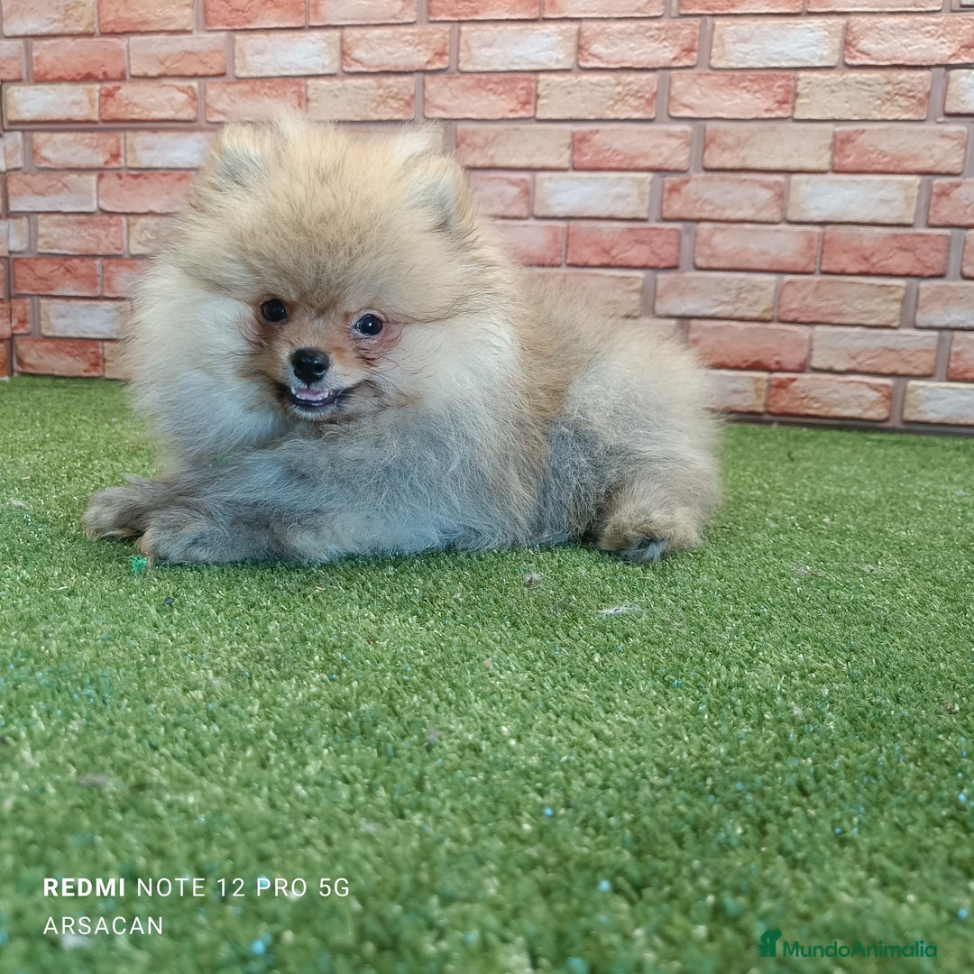 Pomerania perros en venta: Pomerania - Imagen 4