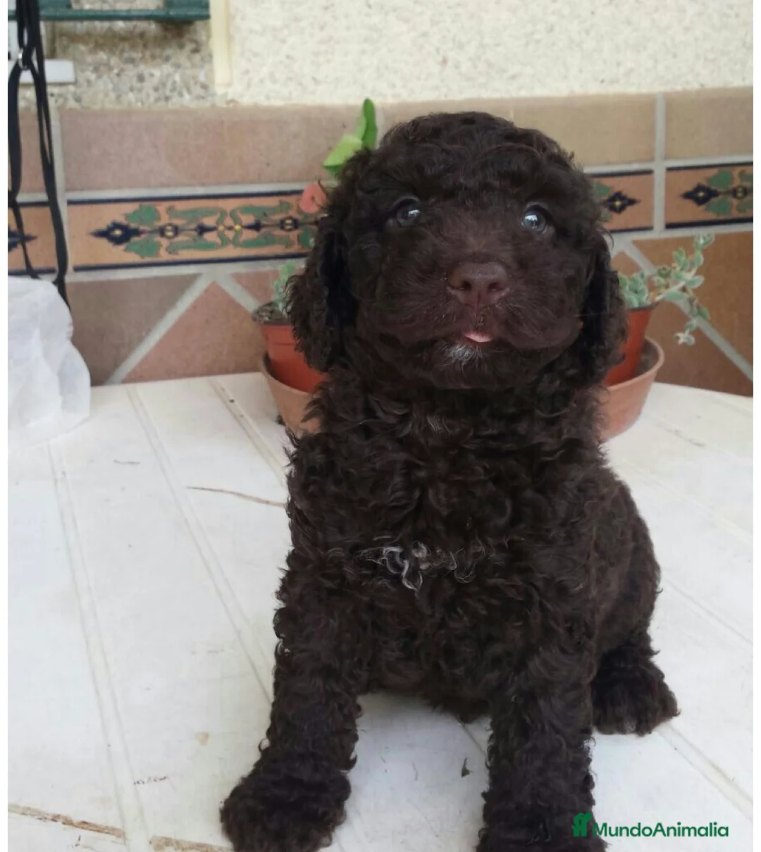 Perro de Agua Español perros en venta: Macho y hembra perro de agua chocolate🐶🐾 - Anuncio 2