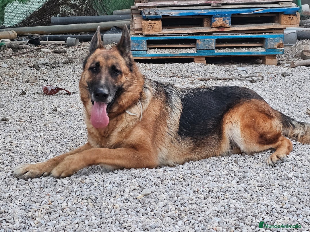 Pastor Alemán perros en adopcion: Hembras de pastor alemán negro fuego - Anuncio 1