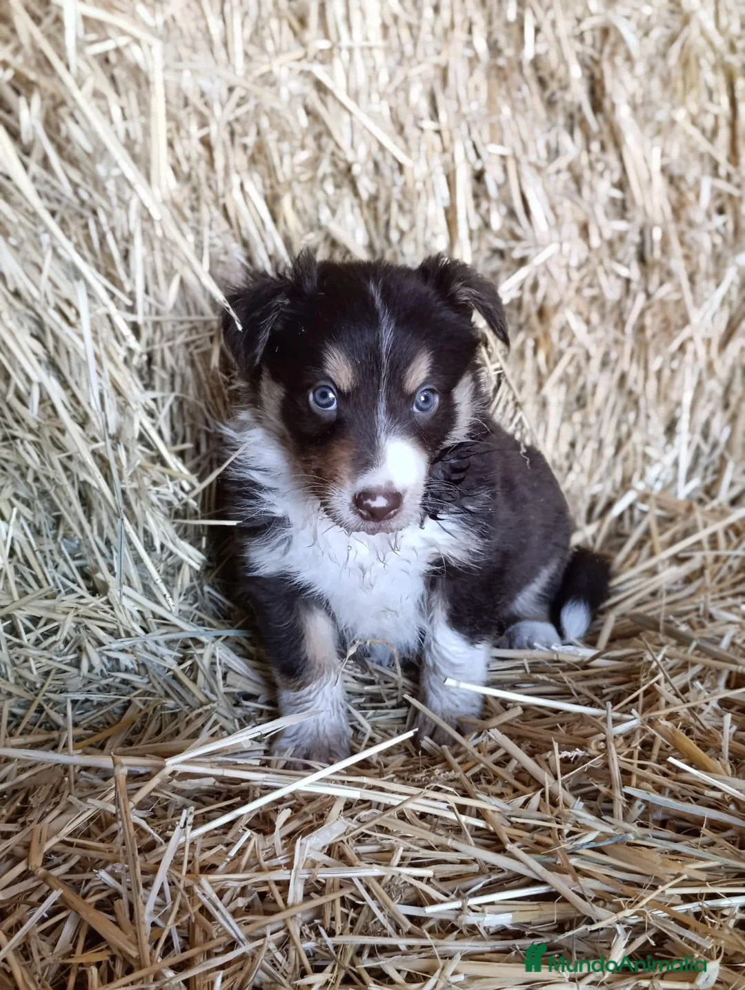 Border Collie perros en venta: Border collies tricolores de calidad  - Anuncio 16